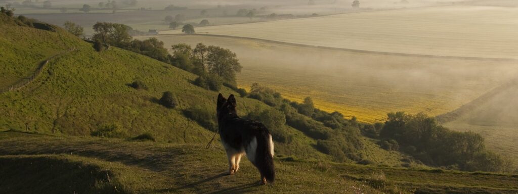 A dog standing on a hilltop, looking out over misty countryside