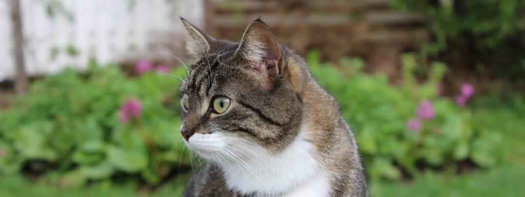 An alert tabby cat with a collar looking outward in a garden